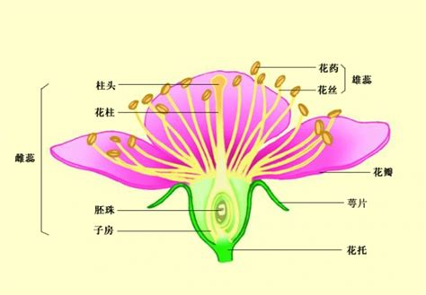 花芯 意思|花芯的意思是什么？花芯在花朵结构中的作用是什么？